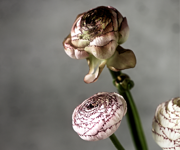 Blumen auf Rechnung kaufen